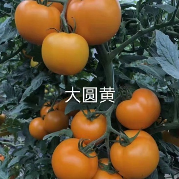 大圆黄沙瓤口感好早熟抗病毒产量高苗厂直发