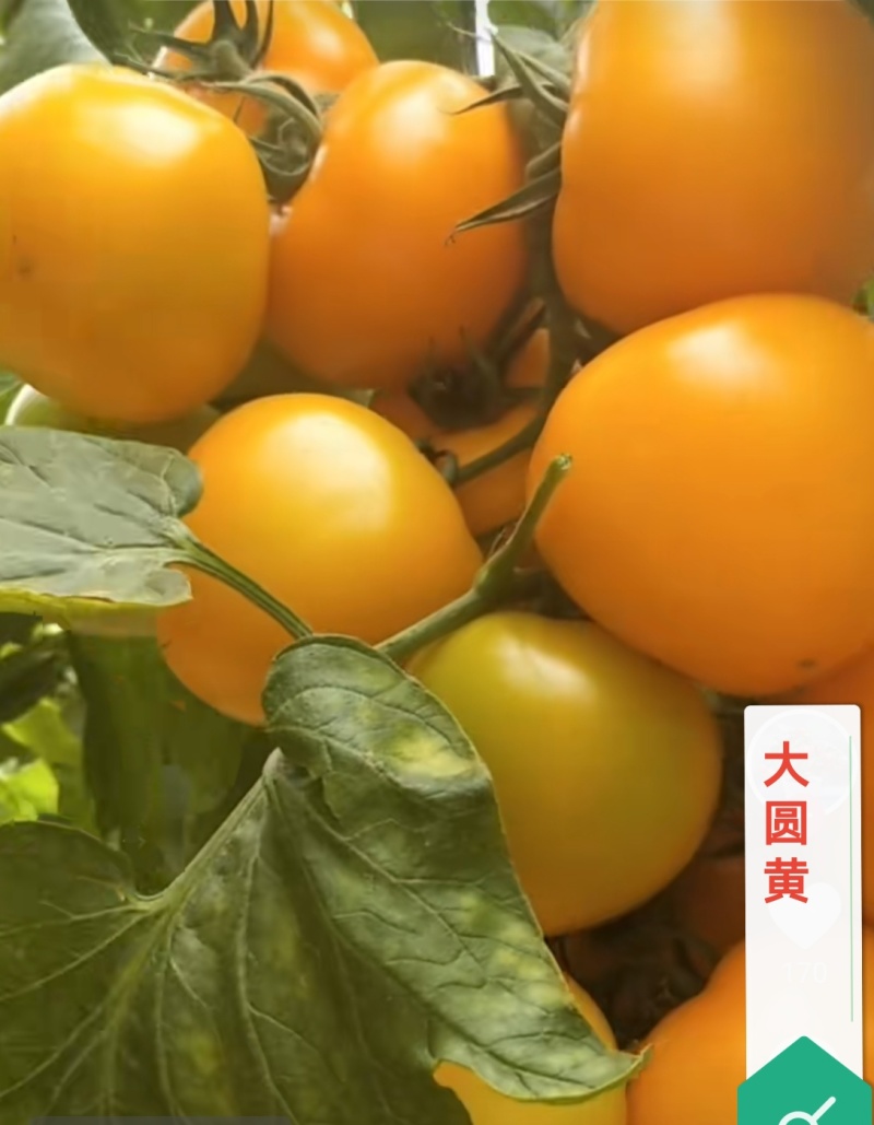 大圆黄沙瓤口感好早熟抗病毒产量高苗厂直发