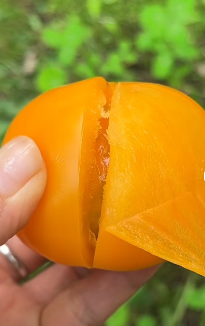 大圆黄沙瓤口感好早熟抗病毒产量高苗厂直发