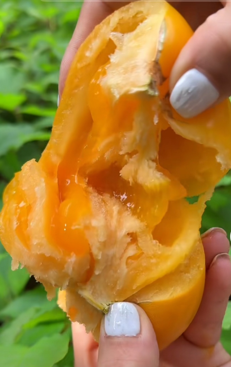 大圆黄沙瓤口感好早熟抗病毒产量高苗厂直发