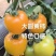 大圆黄沙瓤口感好早熟抗病毒产量高苗厂直发