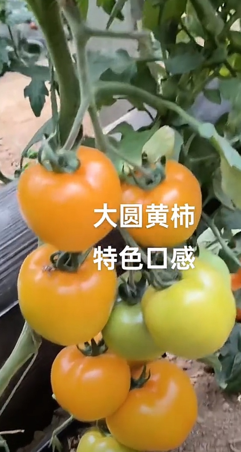 大圆黄沙瓤口感好早熟抗病毒产量高苗厂直发