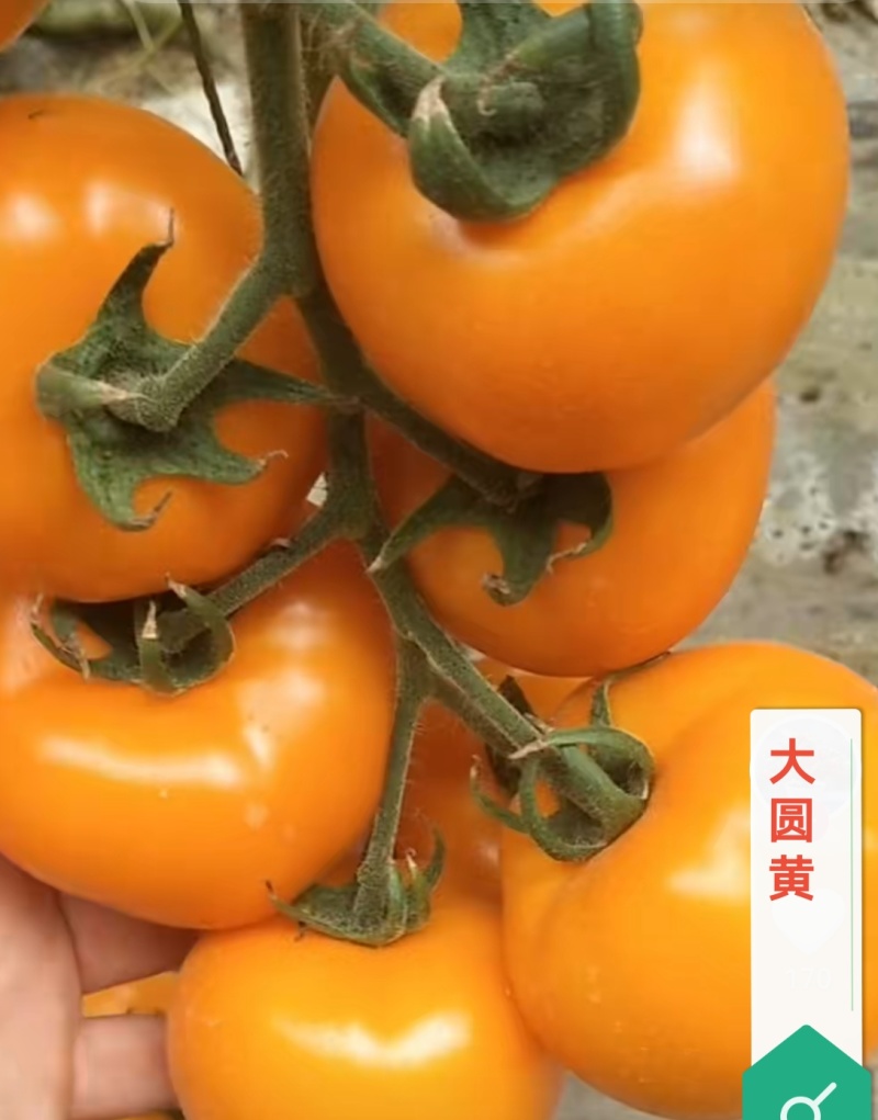 大圆黄沙瓤口感好早熟抗病毒产量高苗厂直发