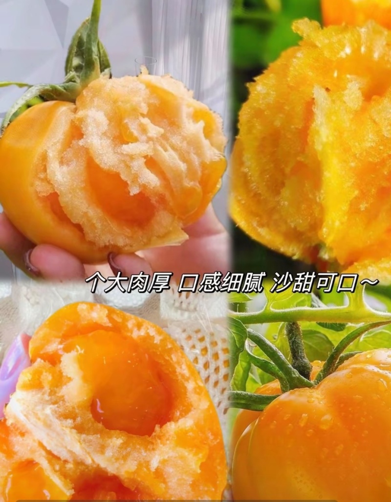 大圆黄沙瓤口感好早熟抗病毒产量高苗厂直发