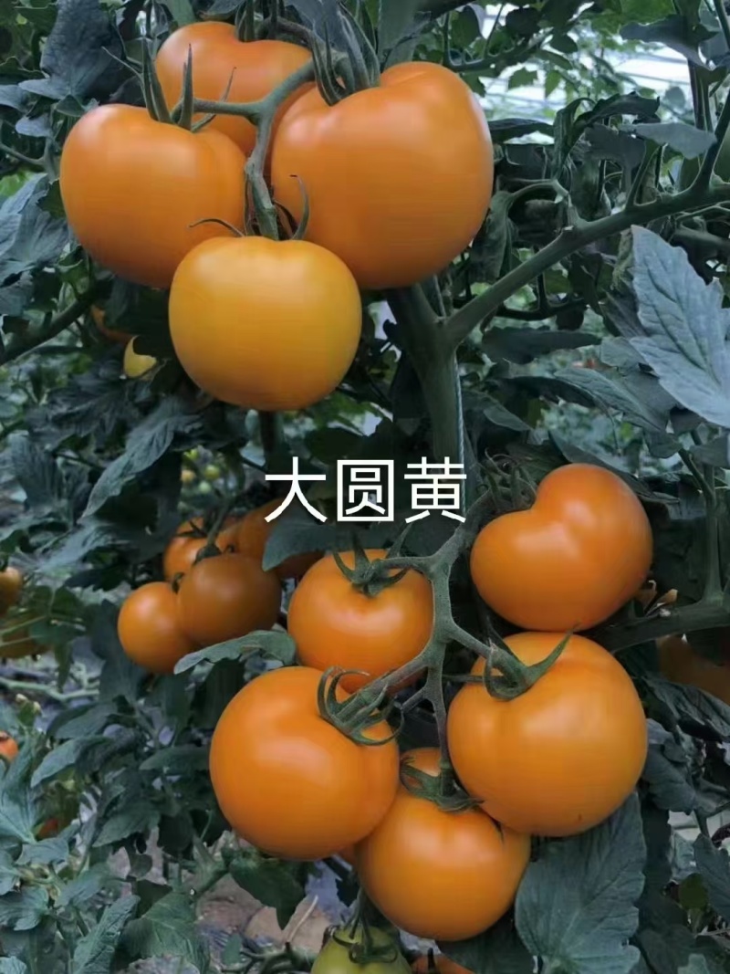 大圆黄沙瓤口感好早熟抗病毒产量高苗厂直发