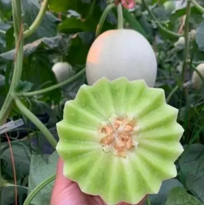 甜瓜苗羊角蜜博洋绿宝玉菇西州蜜直播苗嫁接苗现苗发