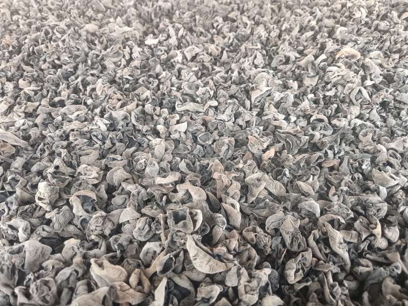 蔚县黑木耳，***农户自产直销，不同地区，不同口感