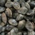 无沙花蛤产地直发，有量的来合作共赢，欢迎各地朋友前来选购
