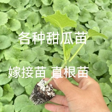 甜瓜苗羊角蜜博洋绿宝玉菇西州蜜直播苗嫁接苗现苗发