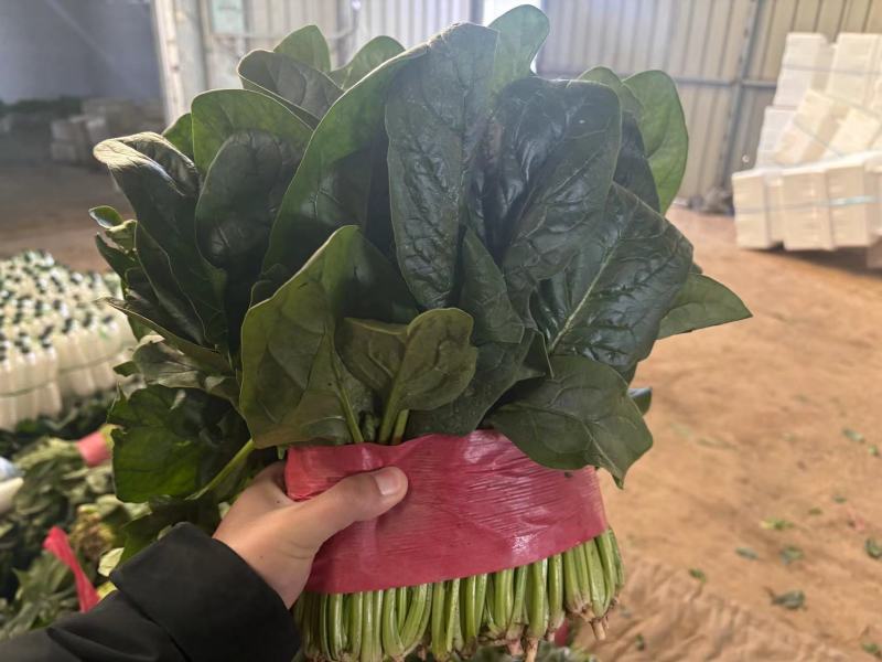 精品菠菜常年供应供货稳定欢迎来电详谈