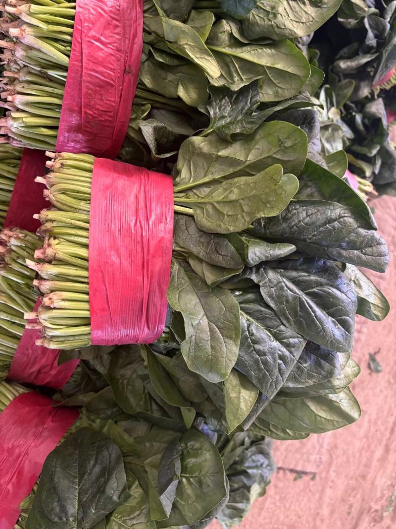 精品菠菜常年供应供货稳定欢迎来电详谈