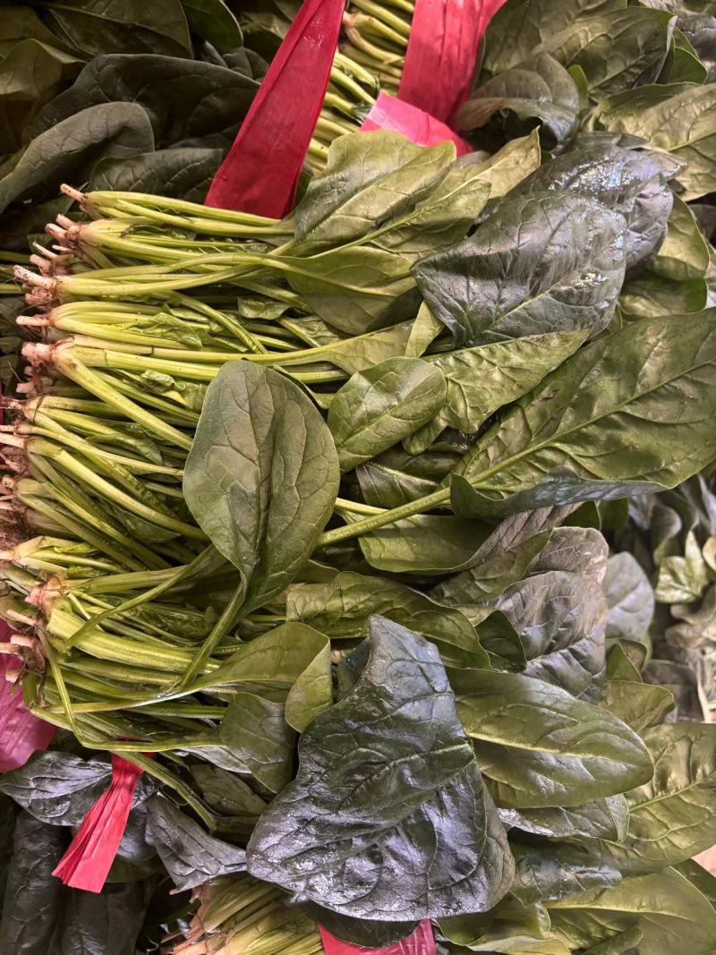 精品菠菜常年供应供货稳定欢迎来电详谈