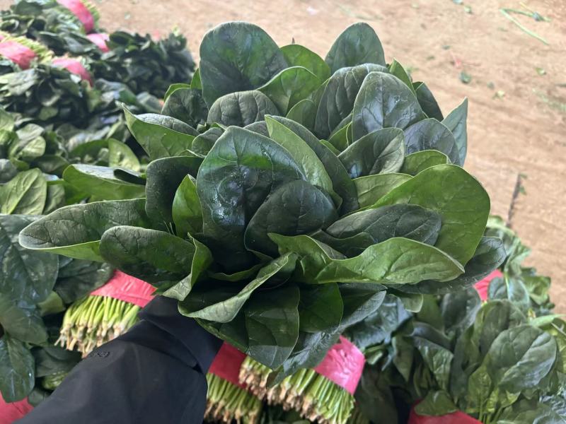 精品菠菜常年供应供货稳定欢迎来电详谈