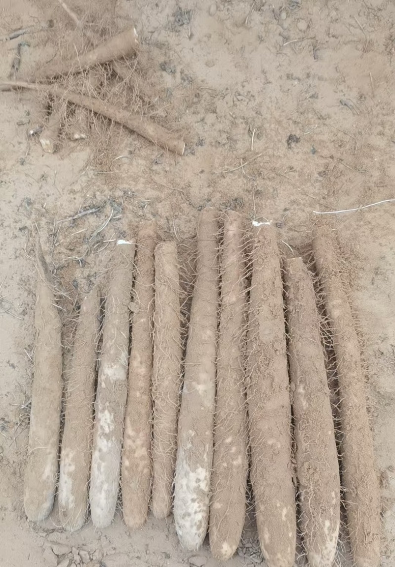 【实力推荐】陕西白玉山药产地直发量大价优可视频看货