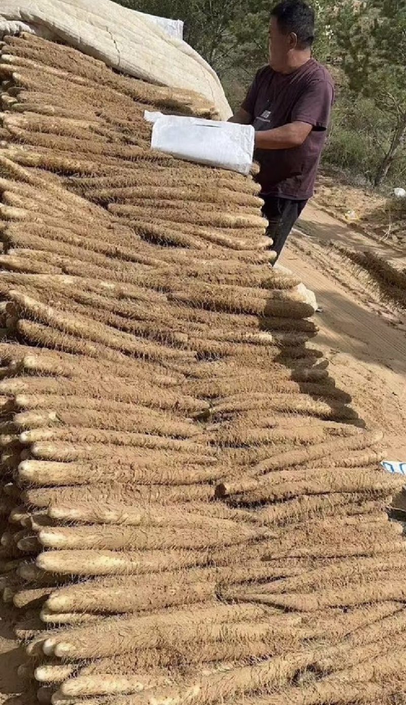 【实力推荐】陕西白玉山药产地直发量大价优可视频看货