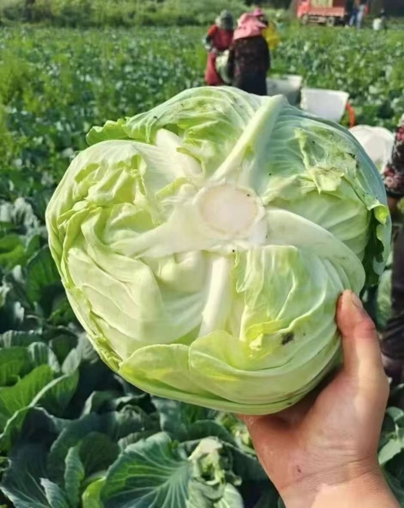 山东现摘新鲜包菜好吃不贵露天种植正宗包菜新鲜蔬菜圆包菜