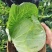 山东现摘新鲜包菜好吃不贵露天种植正宗包菜新鲜蔬菜圆包菜