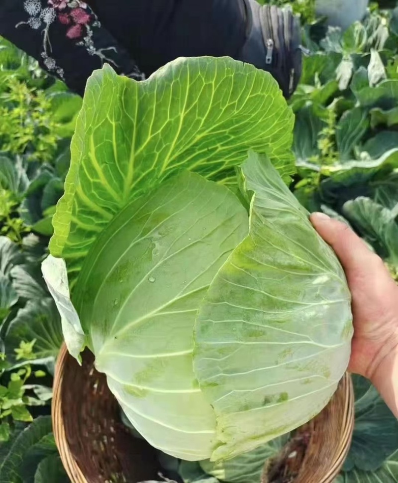 山东现摘新鲜包菜好吃不贵露天种植正宗包菜新鲜蔬菜圆包菜