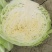 山东现摘新鲜包菜好吃不贵露天种植正宗包菜新鲜蔬菜圆包菜