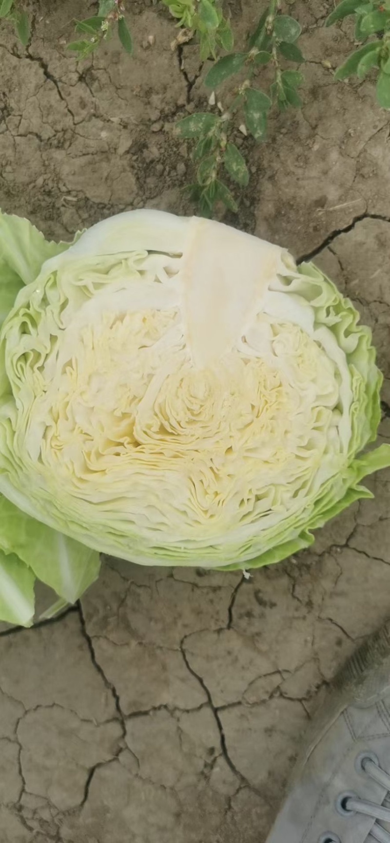 山东现摘新鲜包菜好吃不贵露天种植正宗包菜新鲜蔬菜圆包菜