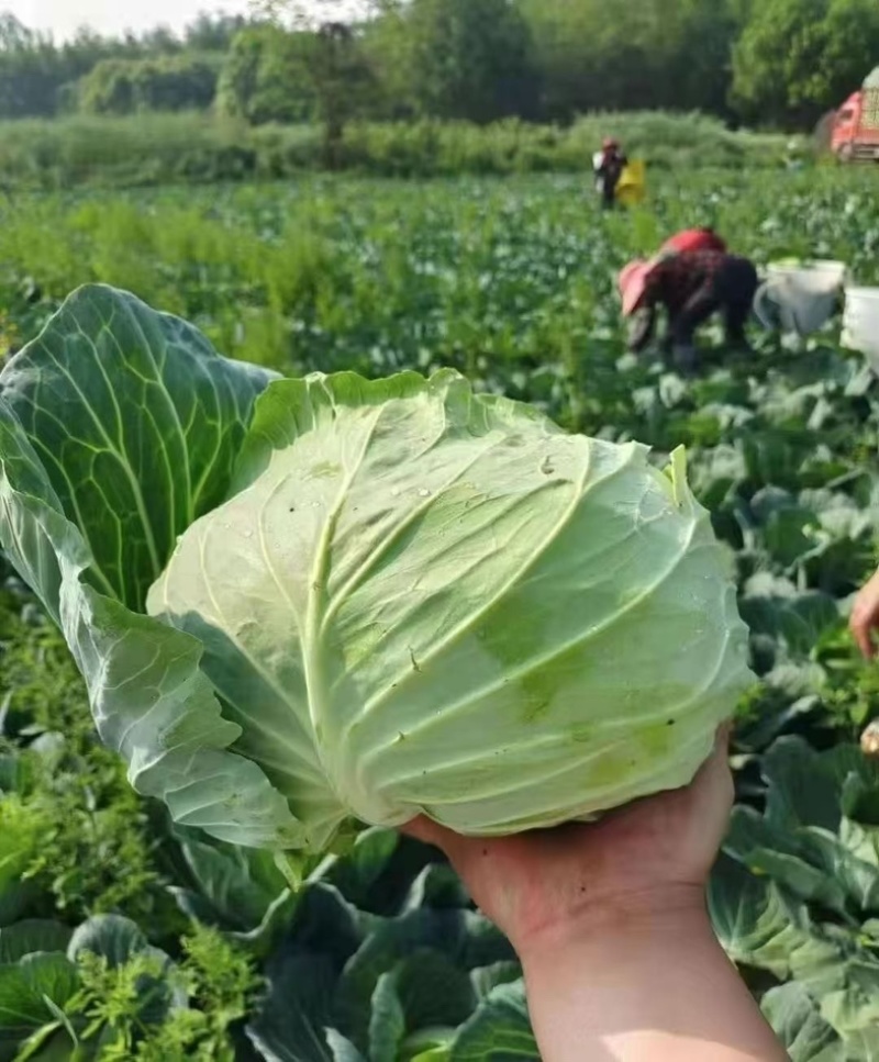 山东现摘新鲜包菜好吃不贵露天种植正宗包菜新鲜蔬菜圆包菜