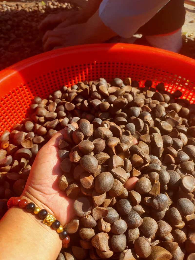 【茶油】广西茶油/自家种植/冷榨/有几千斤/有需要联系