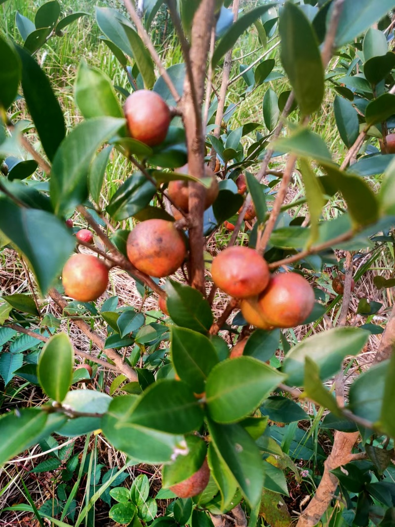 【茶油】广西茶油/自家种植/冷榨/有几千斤/有需要联系