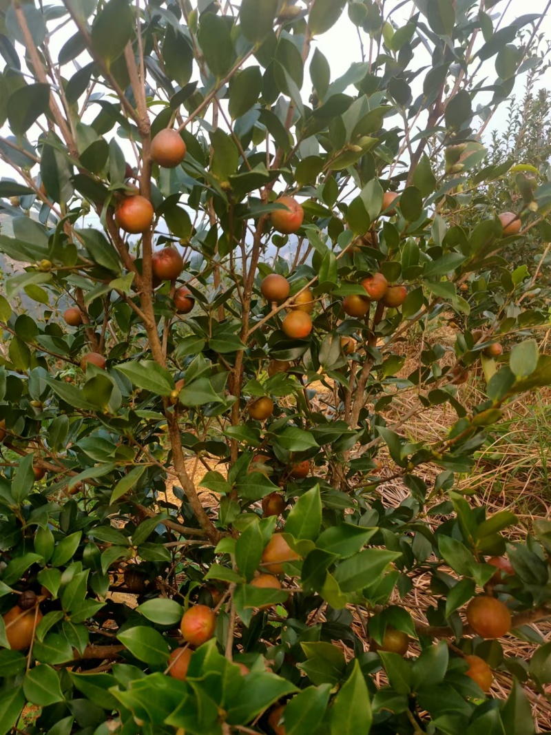【茶油】广西茶油/自家种植/冷榨/有几千斤/有需要联系