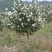 【茶油】广西茶油/自家种植/冷榨/有几千斤/有需要联系