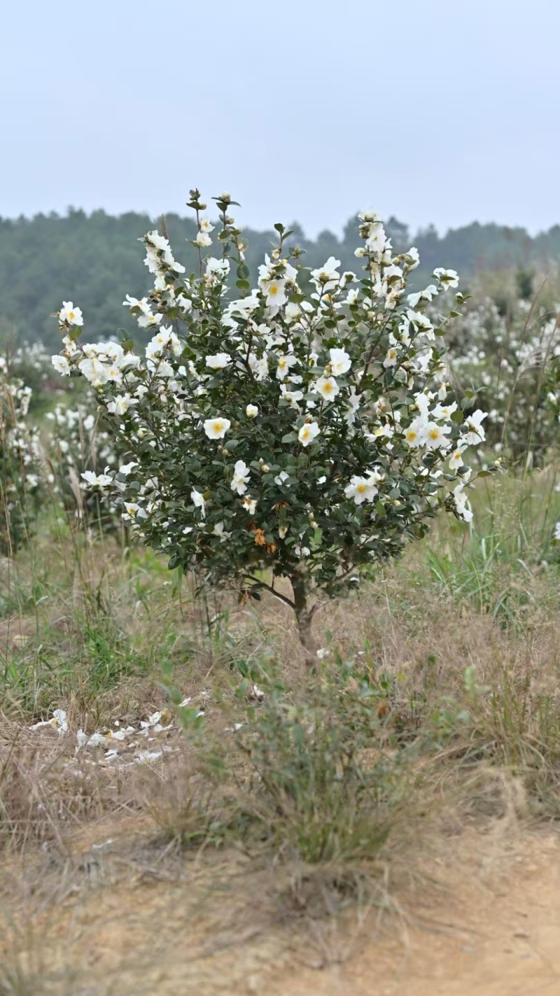 【茶油】广西茶油/自家种植/冷榨/有几千斤/有需要联系