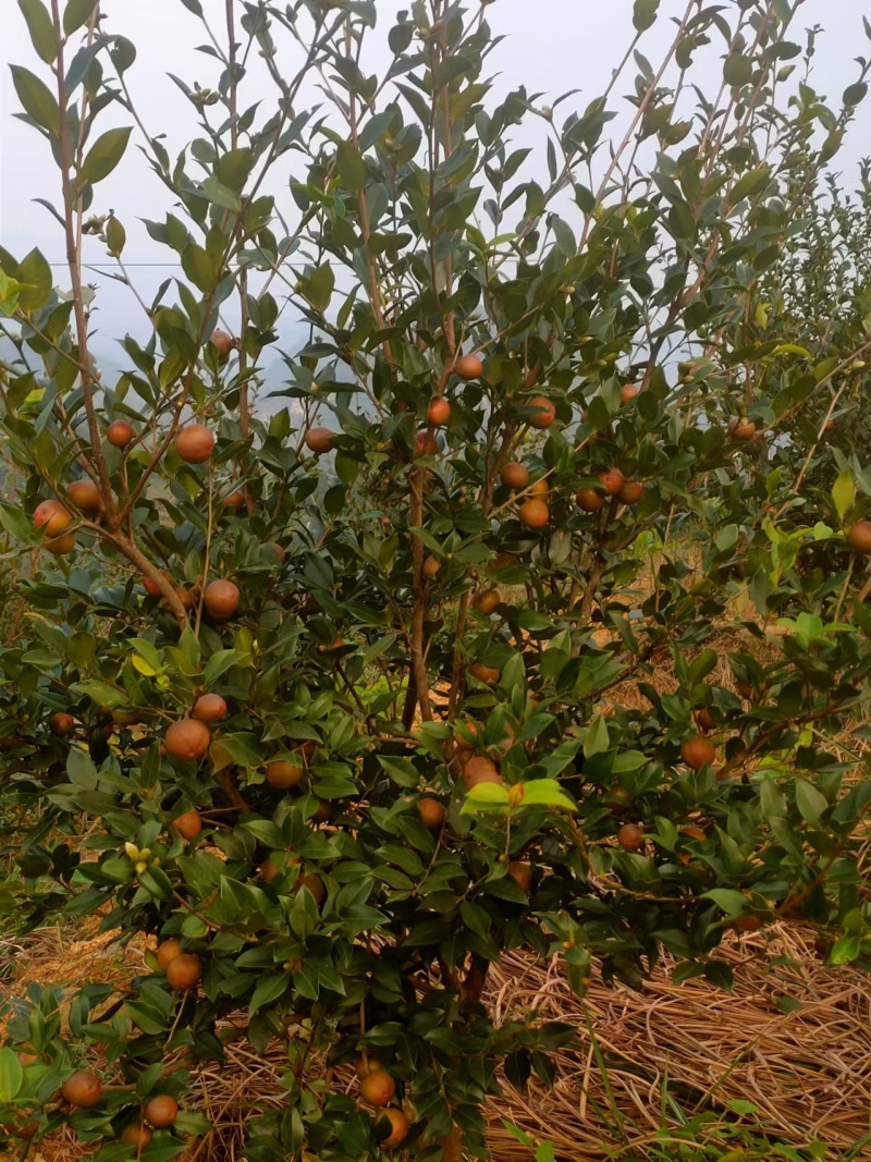 【茶油】广西茶油/自家种植/冷榨/有几千斤/有需要联系