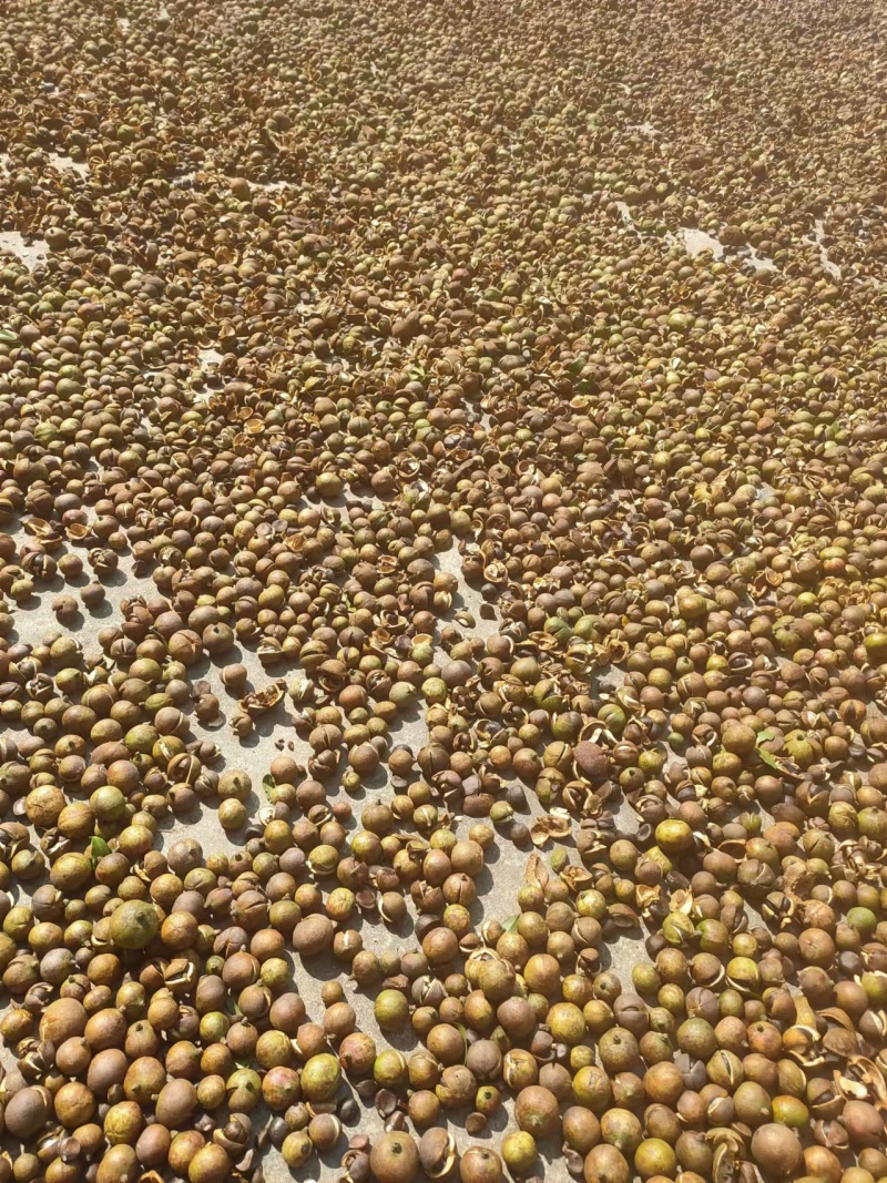 【茶油】广西茶油/自家种植/冷榨/有几千斤/有需要联系