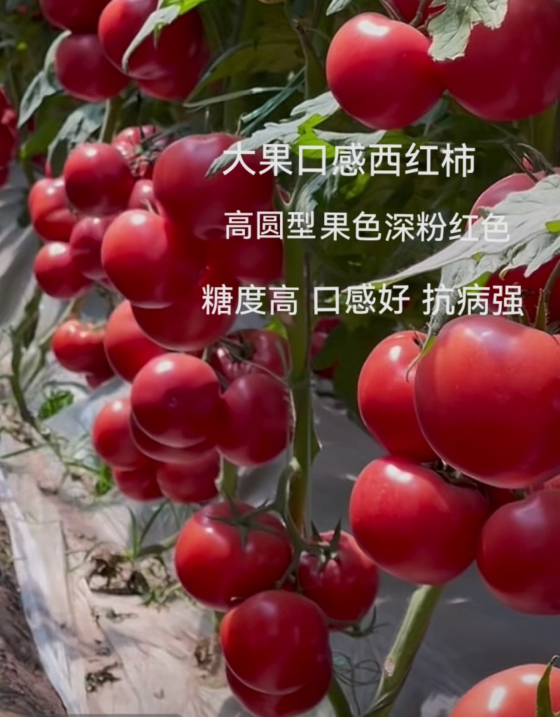 嘉年华糖度9个糖高产高口感耐裂产量高抗病毒抗死棵