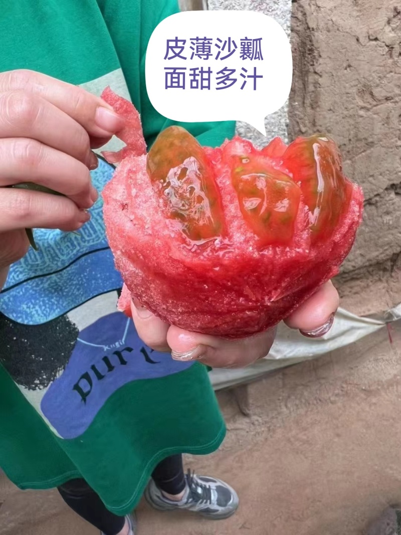 嘉年华糖度9个糖高产高口感耐裂产量高抗病毒抗死棵