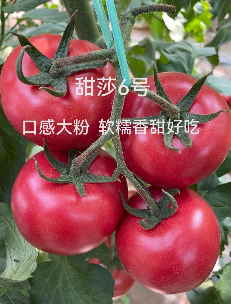 嘉年华糖度9个糖高产高口感耐裂产量高抗病毒抗死棵
