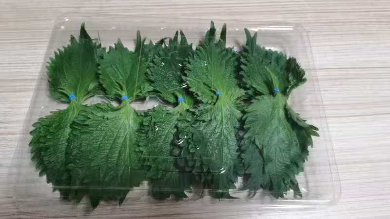紫苏叶产地直发全国供应24小时在线服务让您放心购买