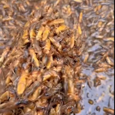 蝼蛄