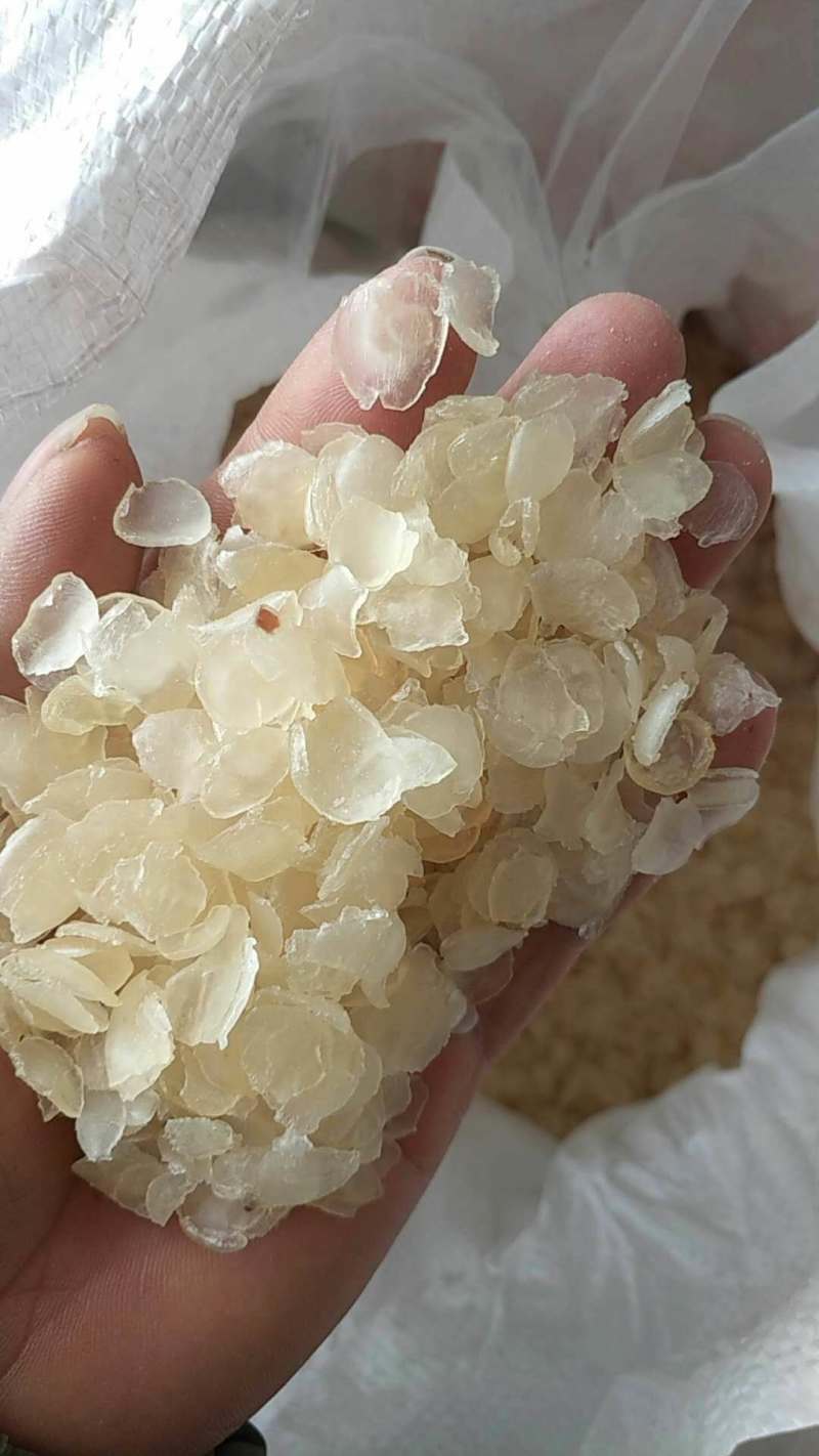 皂角米，雪莲子，皂角仁，新货无硫产地直发实拍现货