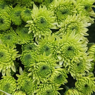 大量批发小雏菊