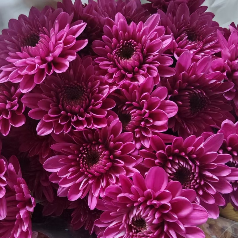 大量批发小雏菊