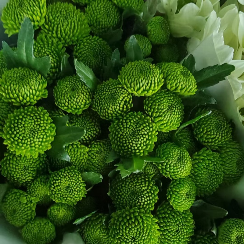 大量批发小雏菊