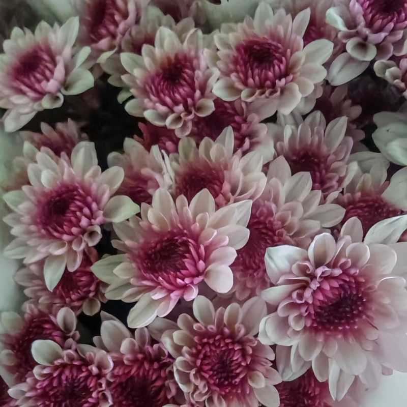 大量批发小雏菊