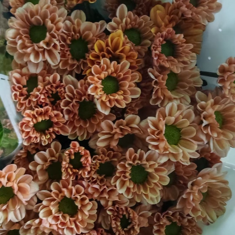 大量批发小雏菊