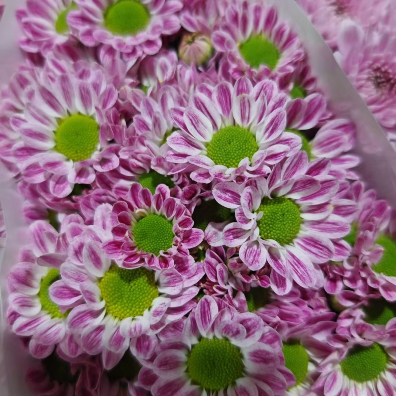 大量批发小雏菊