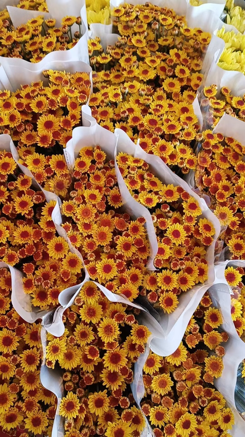 大量批发小雏菊