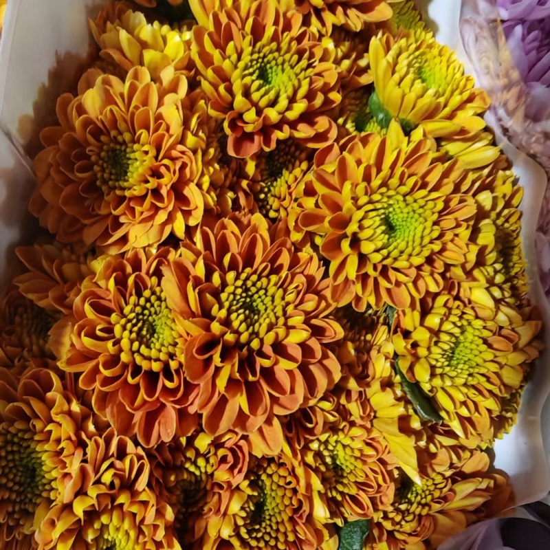 大量批发小雏菊