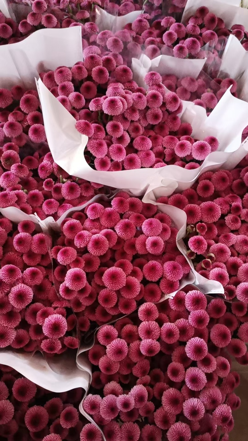 大量批发小雏菊