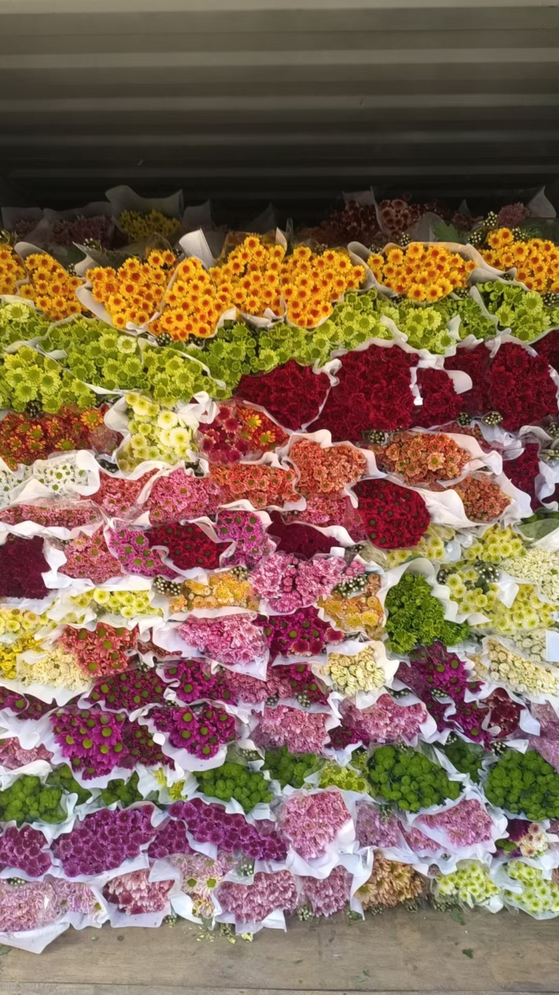 大量批发小雏菊