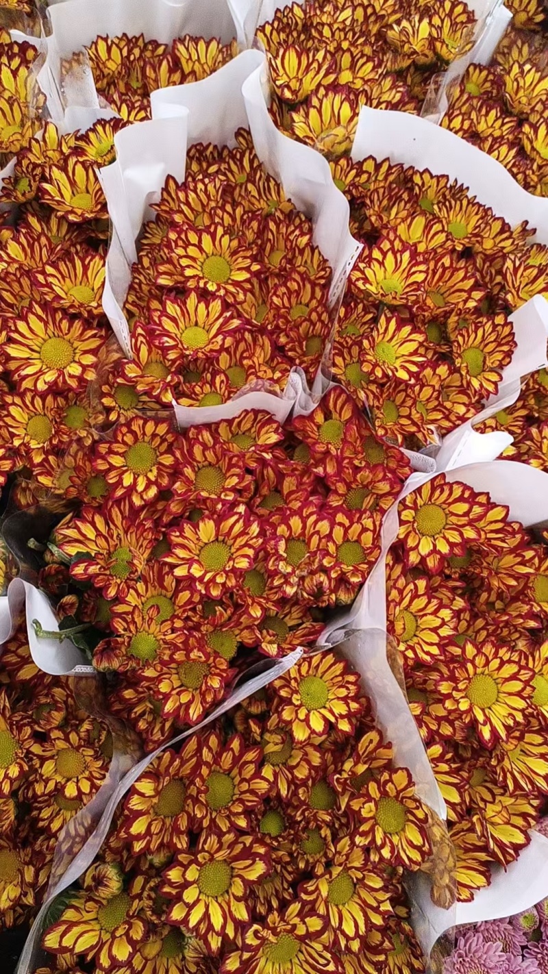 大量批发小雏菊
