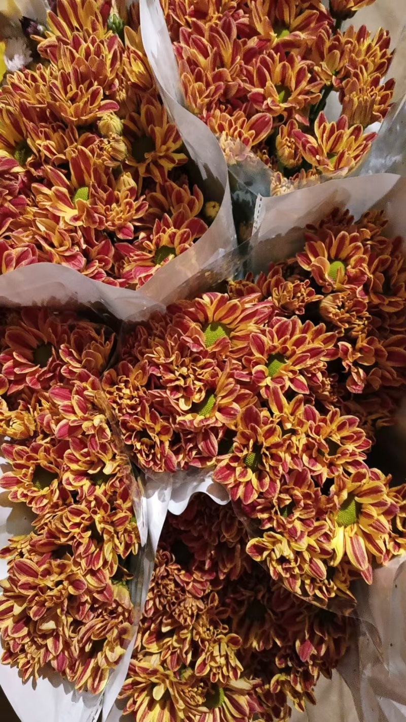 大量批发小雏菊